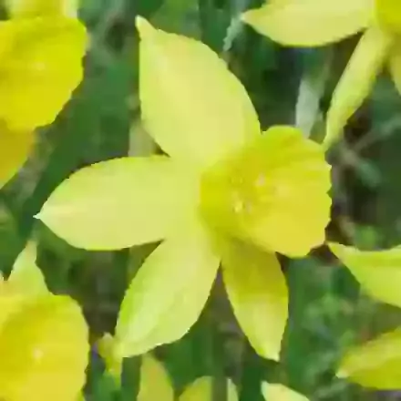 Yellow Sailboat